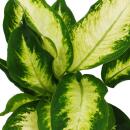 Exotenherz - Dieffenbachia "Camilla" - 1 plante - plante dintérieur facile dentretien - purificatrice dair - pot 12cm