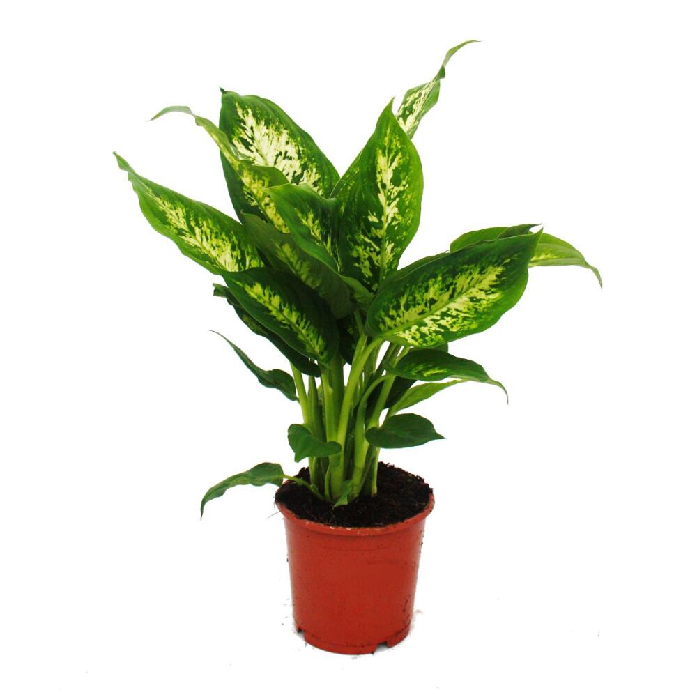 Exotic heart Dieffenbachia Compacta 1 plant easy