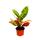 Exotic heart - wonder shrub - Codiaeum "Petra" - 1 plant - easy to care for - air purifying - 12cm pot