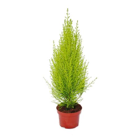 Exotic heart - Indoor cypress - Cupressus macrocarpa "Wilma" - 1 plant - easy to care for - air purifying - 12cm pot