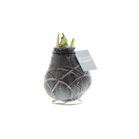 Exotenherz - Gewachste Amaryllis-Zwiebel - Van Gogh - Ritterstern - keine Pflege notwendig schwarz gemustert