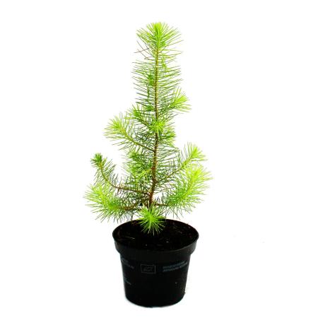 Exotenherz - Le plus petit sapin de Noël du monde - Pin méditerranéen - Pinus pinea - Pin dintérieur - pot 12cm