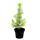 Exotenherz - Le plus petit sapin de Noël du monde - Pin méditerranéen - Pinus pinea - Pin dintérieur - pot 12cm