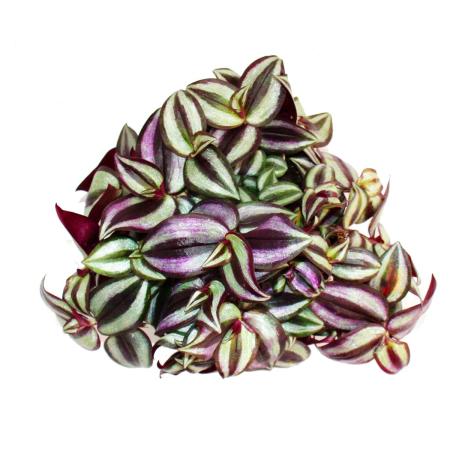 Exotenherz - fleur à trois mâts - Tradescantia zebrina - plante d'int