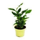 Exotenherz - plante arôme cannelle - Elettaria...