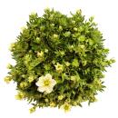 Plante de saxifrage mousse - Saxifraga arendsii - floraison blanche - 12cm - Set de 3 plantes