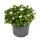 Plante de saxifrage mousse - Saxifraga arendsii - floraison blanche - 12cm - Set de 3 plantes