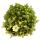 Moos-Steinbrech Pflanze - Saxifraga arendsii - weiss-blühend - 12cm - Set mit 3 Pflanzen