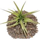 Tillandsia brachycaulos multiflora - grande plante en vrac