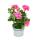 Géraniums suspendus - Pelargonium peltatum - pot 12cm - set de 3 plantes - rose