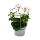 Géraniums suspendus - Pelargonium peltatum - pot 12cm - set de 3 plantes - mélange de couleurs