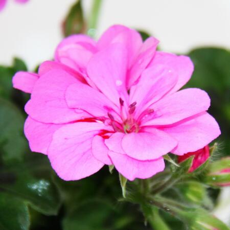 Hanging geraniums - Pelargonium peltatum - 12cm pot - set with 6 plants - light purple