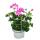 Hanging geraniums - Pelargonium peltatum - 12cm pot - set with 6 plants - light purple