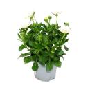 Panier cape - Osteospermum ecklonis - pot 12cm - set de 3 plantes - blanc