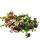 Eisenkraut hängend - Verbena - verschiedene Farben - 12cm Topf - Set mit 3 Pflanzen