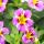 Cloches magiques - mini pétunia suspendu - Calibrachoa - pot 12cm - set de 3 plantes - bicolore violet-jaune