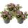Cloches magiques - mini pétunia suspendu - Calibrachoa - pot 12cm - set de 3 plantes - bicolore violet-jaune