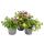 Cloches magiques - mini pétunia suspendu - Calibrachoa - pot 12cm - set de 3 plantes - coloré (multicolore)