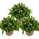 Männertreu hängend - weiss - Lobelia richardii - 11cm - Set mit 3 Pflanzen
