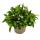 Männertreu hängend - weiss - Lobelia richardii - 11cm - Set mit 3 Pflanzen