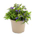 Tenture fidèle aux hommes - bleu - Lobelia richardii - 11cm - Set de 3 plantes