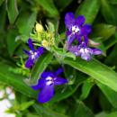 Tenture fidèle aux hommes - bleu - Lobelia richardii - 11cm - Set de 3 plantes