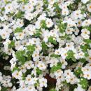 Fleur de flocon de neige - blanc - Sutera diffusa - 11cm...