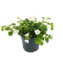 Fleur de flocon de neige - blanc - Sutera diffusa - 11cm - set de 3 plantes