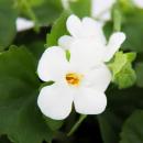 Fleur de flocon de neige - blanc - Sutera diffusa - 11cm - set de 3 plantes