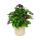 Vanilla flower - heliotropium - 11cm - set with 3 plants