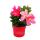 Dipladenia - Chilenischer Jasmin - 10cm Topf - Set mit 3 Pflanzen - Farb-Mix