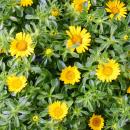 Goldtaler - Ducat Flower - Asteriscus maritimus - pot de...