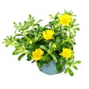 Goldtaler - Ducat Flower - Asteriscus maritimus - pot de 11 cm - Set de 3 plantes