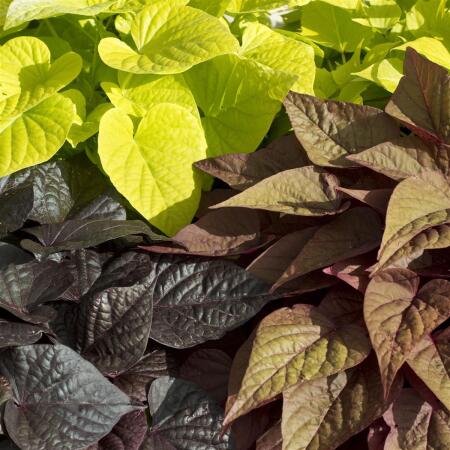 Patate douce - literie et plante de balcon - Ipomoea batatas - 12cm - différentes couleurs de feuilles - set de 3 plantes