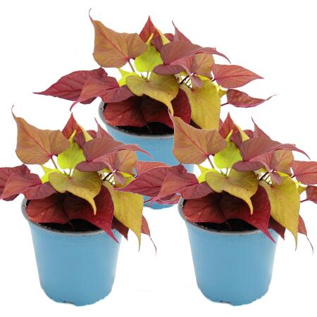 Patate douce - plante de parterre et balcon - Ipomoea batatas - 12cm - set de 3 plantes - marron