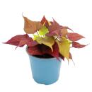 Patate douce - plante de parterre et balcon - Ipomoea batatas - 12cm - set de 3 plantes - marron