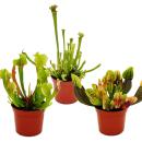 Trio de plantes tubulaires - 3 plantes Sarracenia...