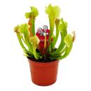 Trio de plantes tubulaires - 3 plantes Sarracenia différentes dans un set - plantes carnivores - pot de 9cm