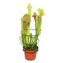Pitcher Plant - Sarracenia - large - 12cm pot