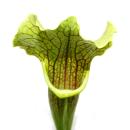 Schlauchpflanze - Sarracenia - groß - 12cm Topf