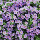 Fleur de flocon de neige - violet - Sutera diffusa - 11cm...