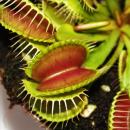 Piège à mouches Vénus - Dionaea muscipula - pot de 9cm