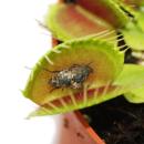 Piège à mouches Vénus - Dionaea muscipula - pot de 9cm