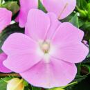 Edel-Lieschen - Impatiens New Guinea - Pot 12cm - Set de 3 plantes - Violet délicat