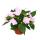 Edel-Lieschen - Impatiens New Guinea - Pot 12cm - Set de 3 plantes - Violet délicat