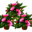 Sweet lily - Impatiens New Guinea - 12cm pot - Set of 3 plants - Purple