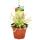 Rosaire - Drosera capensis - Pot de 9cm