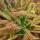 Rosaire - Drosera capensis - Pot de 9cm