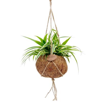 Kokodama - Chlorophytum in Kokodama jar for hanging - green lily - ca. 15cm