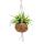 Kokodama - Chlorophytum in Kokodama jar for hanging - green lily - ca. 15cm
